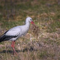 Всё в дом. :: Светлана Ивановна Медведева Всё в дом. :: Светлана Ивановна Медведева