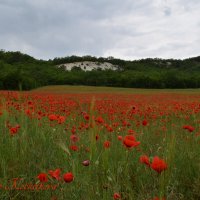 Природа Крыма :: Изумительная Космея