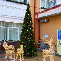 Елочка, олени :: Сергей Карачин