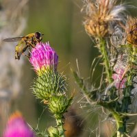Краски лета. Чертополох. :: Алексей Трухин Краски лета. Чертополох. :: Алексей Трухин
