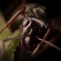 Тот самый муравей, который стрекозу не пустил. :: Игорь Шевченко Тот самый муравей, который стрекозу не пустил. :: Игорь Шевченко