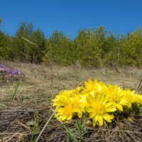 Первопроходцы :: Наталья Димова