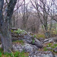 на Ай-Петри пришла весна :: Ольга 