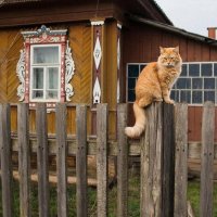 МАРТОВСКИЙ КОТ :: СЕРГЕЙ ФИЛОЧКИН МАРТОВСКИЙ КОТ :: СЕРГЕЙ ФИЛОЧКИН