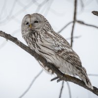 Мудрая длиннохвостая неясыть наблюдает за миром с высоты ветвей. :: Вадим Басов Мудрая длиннохвостая неясыть наблюдает за миром с высоты ветвей. :: Вадим Басов