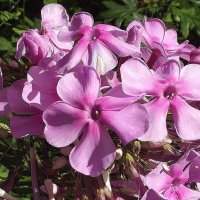 Флоксы :: Freddy 97