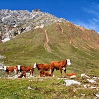 Стадо :: Виктор Фоменко