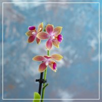 Моя коллекция орхидей :: Irene Irene Моя коллекция орхидей :: Irene Irene