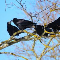 Грачи :: Ольга Митрофанова