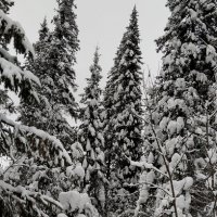 Снежный день!!! :: Радмир Арсеньев