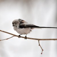 ополовник :: Алексей .