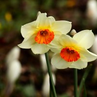 Двое :: Юрий. Шмаков