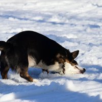 Весна. :: Наталья Вязигина