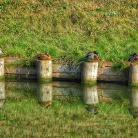 У реки :: svk * У реки :: svk *