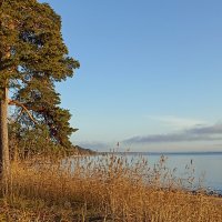На берегу Финского залива. :: Лилия *