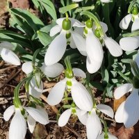 Нежное благоухание марта... :: Наталья 