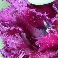 Необыкновенные! :: Pippa 