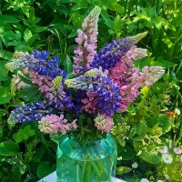 Летняя акварель! :: Нина Андронова