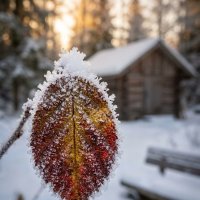Последний привет осени :: Лилия Последний привет осени :: Лилия