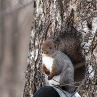 Белка — символ лесной динамики и уюта. :: Вадим Басов