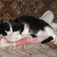 Балдеет :: Людмила Смородинская