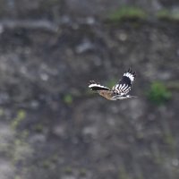 удот в полете.весна Лазоревское. :: юрий макаров