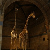 Экспонаты музея естествознания :: Ольга Экспонаты музея естествознания :: Ольга