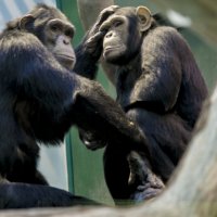 ЯША - я приглашается работать ВРАЧОМ :: Владимир Максимов