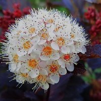 майское :: Елена Шаламова