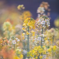 Весна в Ханчжоу — рапсовые поля в пастельных тонах :: Дмитрий 