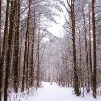 Зимний лесопарк, Светлогорск :: Рита Симонова