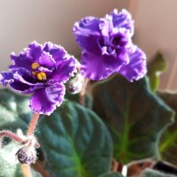 Фиалки :: Елена Семигина