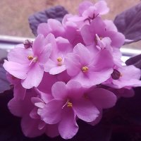 Фиалки :: Елена Семигина