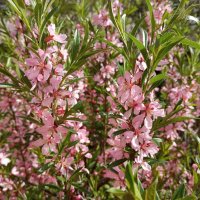 Весной в месяце мае :: Елена Семигина