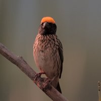 Желтоголовый ткач :: Yudong Liu