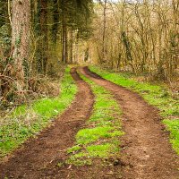 В весеннем лесу. :: Lucy Schneider 