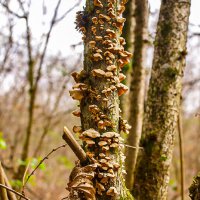 Из прошедшей осени. :: Lucy Schneider 