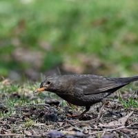 Поклон по ниже надо... :: Николай Саржанов