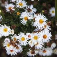 Осенние хризантемки. :: Лилия *