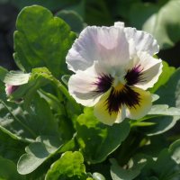 Летняя красавица. :: сергей ермошкин