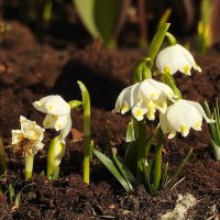 весна :: ИННА ПОРОХОВА весна :: ИННА ПОРОХОВА