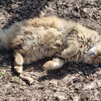 Разнежился... :: Наталья 