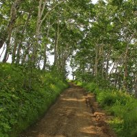 Дорога в гору :: Владимир Соколов (svladmir)