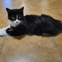 Март - кошачий месяц... :: Елена 