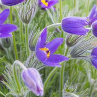 Растрепал на ветру свои головушки прострел. :: Светлана Тихонина