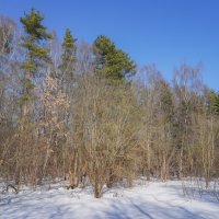 На опушке... :: Владимир Жданов