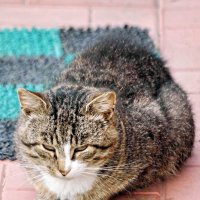 Скучает :: Валерий Судачок