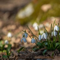 Подснежники. :: Дина Евсеева