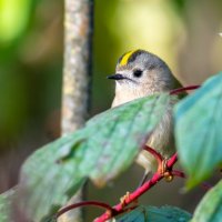 Королек :: Владимир Лазарев