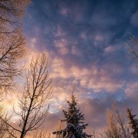 Закатное небо зимой :: Лилия 